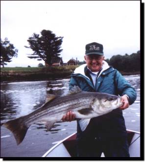 Another nice striper taken from the Sheepscot River.
